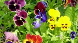 Welcome Spring!